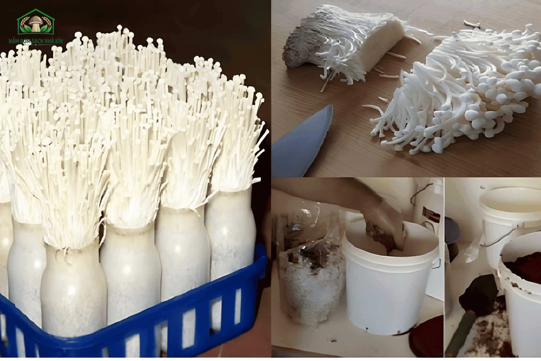 Cách trồng nấm kim châm bằng phôi có sẵn
