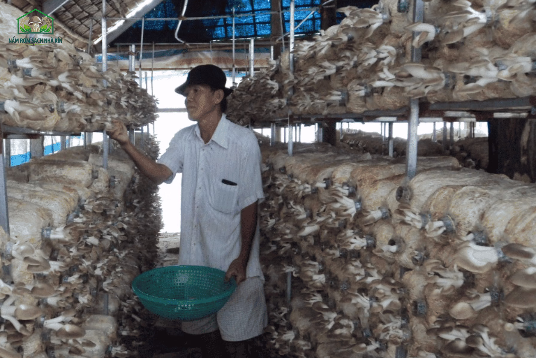 Học trồng nấm là học những gì?