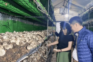 Kỹ thuật trồng nấm rơm công nghệ cao cho năng suất ổn định