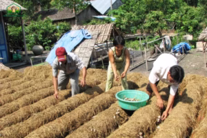 Sản Xuất Nấm Rơm Sạch: Quy Trình Tăng Năng Suất