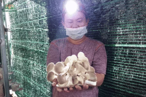 Vì sao nên học trồng nấm trước khi bắt đầu?