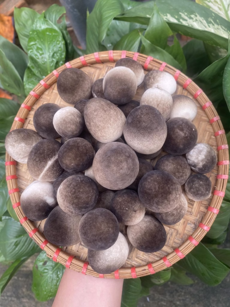 Công thức trồng nấm rơm cho người mới