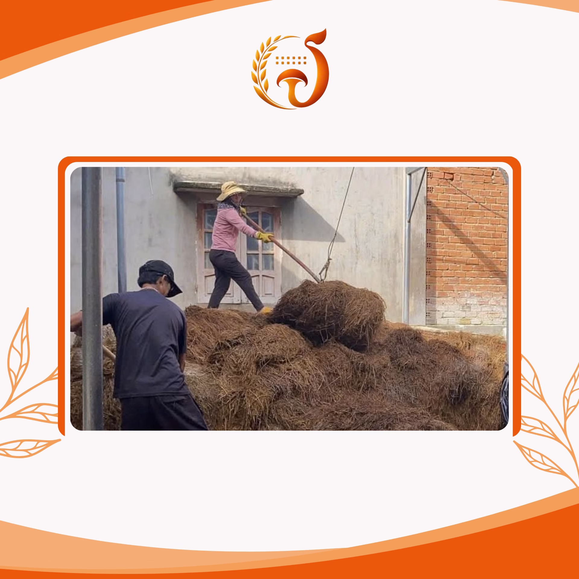Đào tạo trồng nấm rơm tại cơ sở
