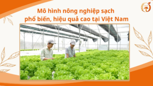 Mô hình nông nghiệp sạch phổ biến, hiệu quả cao tại Việt Nam