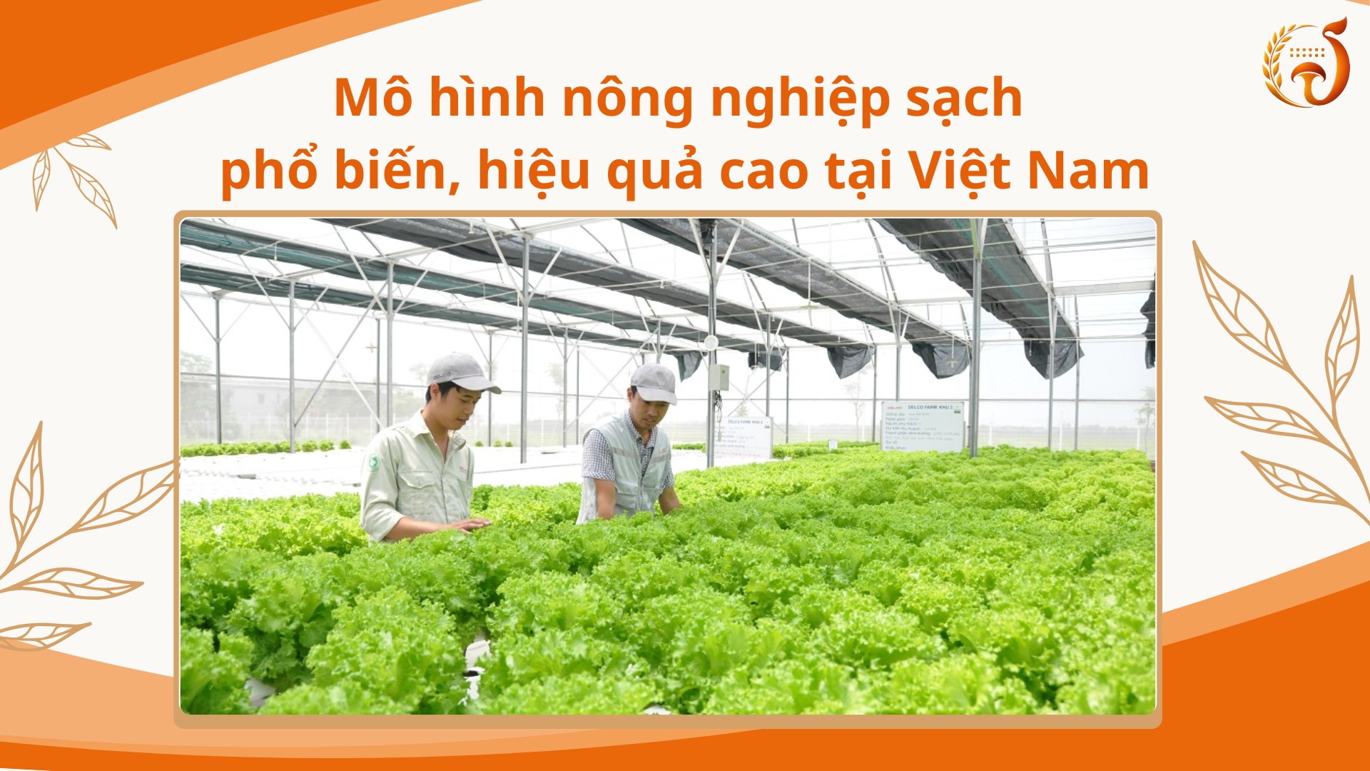 Mô hình nông nghiệp sạch phổ biến, hiệu quả cao tại Việt Nam
