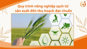 Quy trình nông nghiệp sạch từ sản xuất đến thu hoạch đạt chuẩn