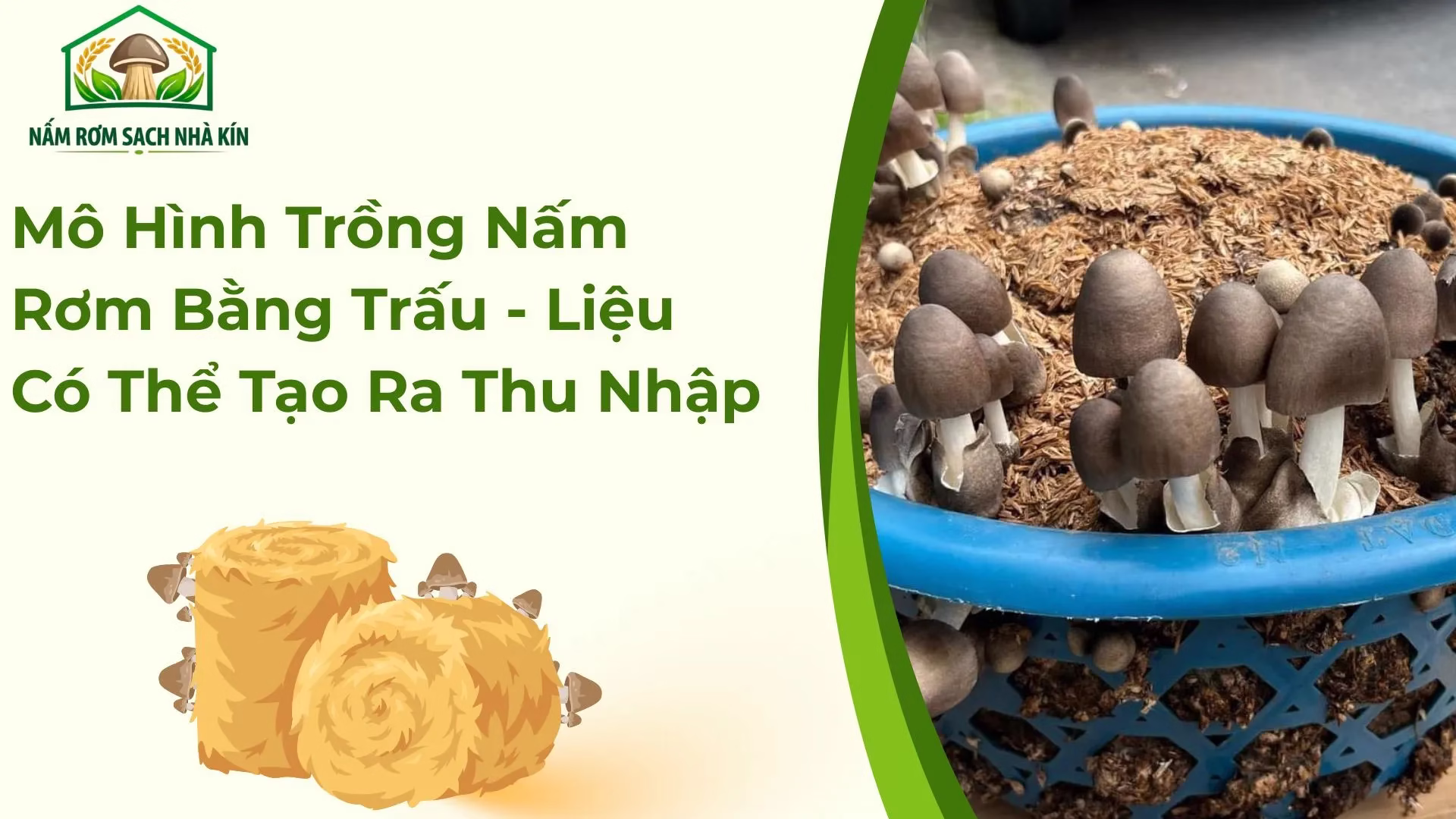 Trồng nấm rơm bằng trấu