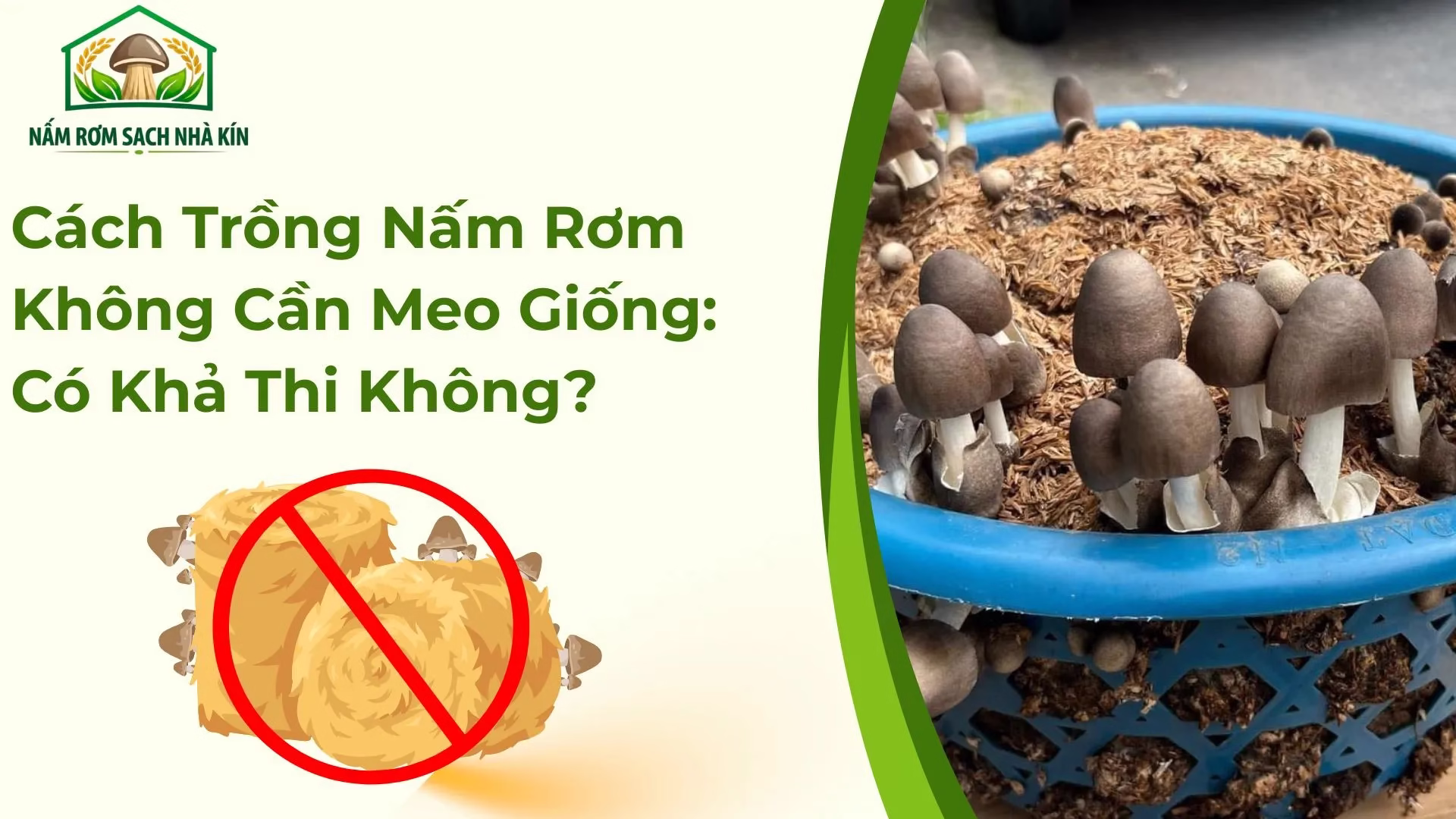 Cách Trồng Nấm Rơm Không Cần Meo