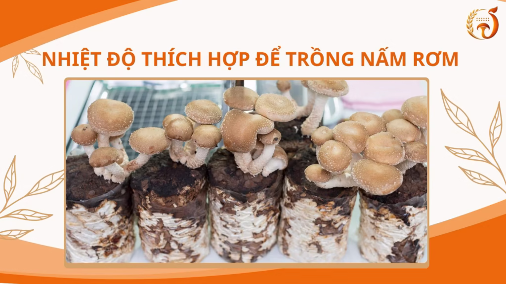 Nhiệt Độ Thích Hợp Để Trồng Nấm Rơm